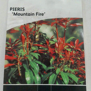 Pieris Mountain Fire, 2L