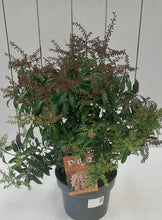 Load image into Gallery viewer, Pieris Passion, 5L
