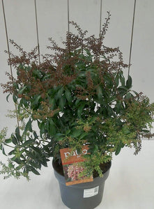 Pieris Passion, 5L