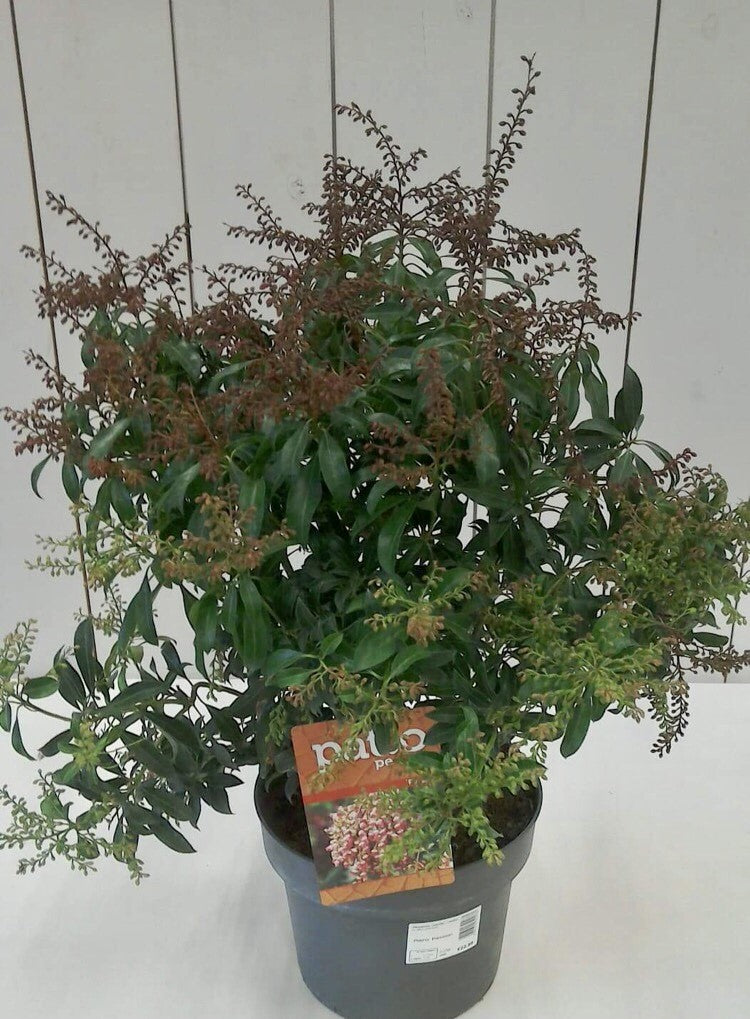 Pieris Passion, 5L