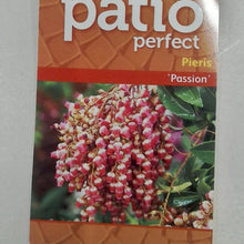 Load image into Gallery viewer, Pieris Passion, 5L
