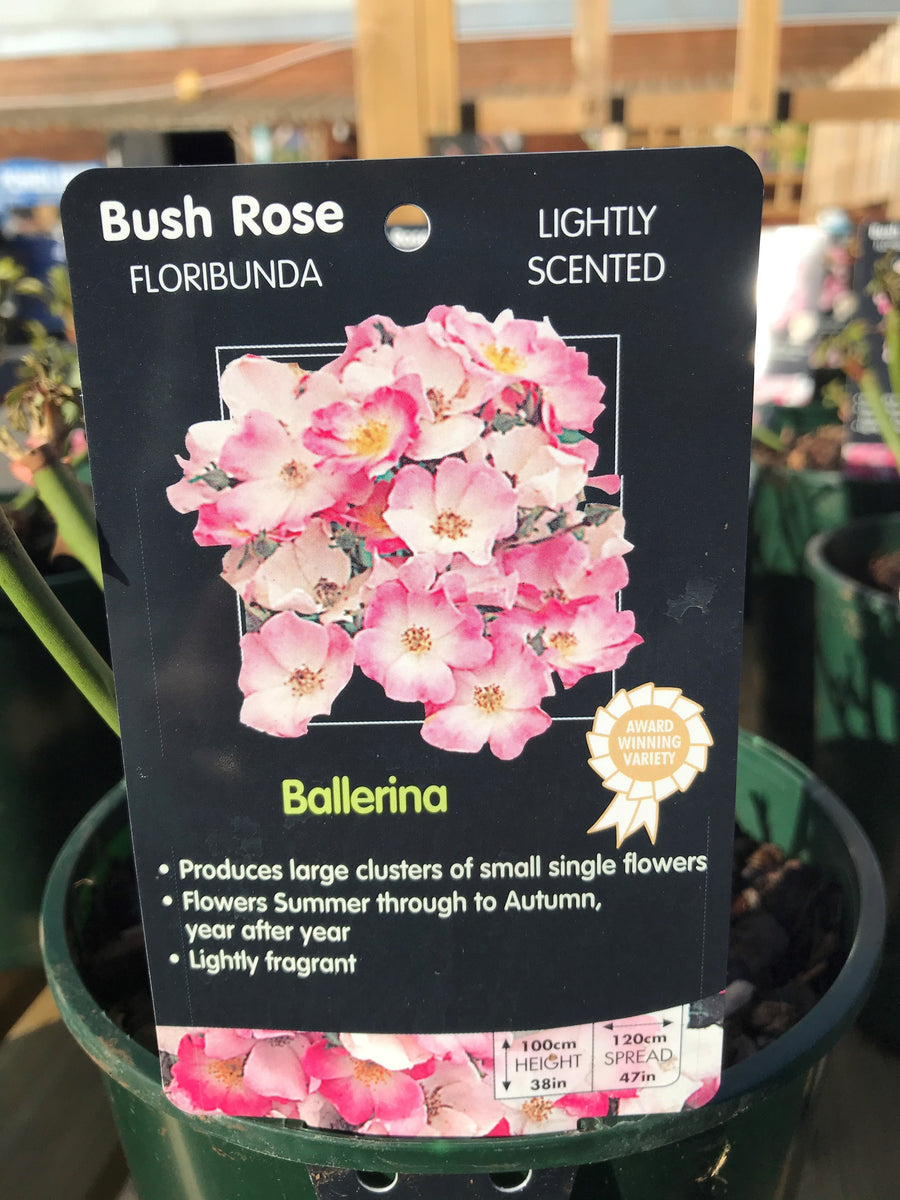 Bush Roses - Pinks/Blue, 3L – Simpsons Garden Centre