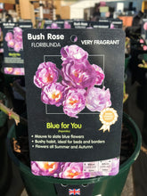 Load image into Gallery viewer, Bush Roses - Pinks/Blue, 3L
