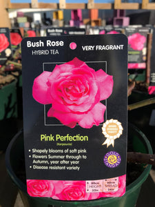Bush Roses - Pinks/Blue, 3L