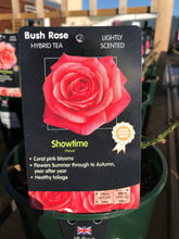Load image into Gallery viewer, Bush Roses - Pinks/Blue, 3L
