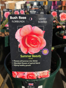 Bush Roses - Pinks/Blue, 3L