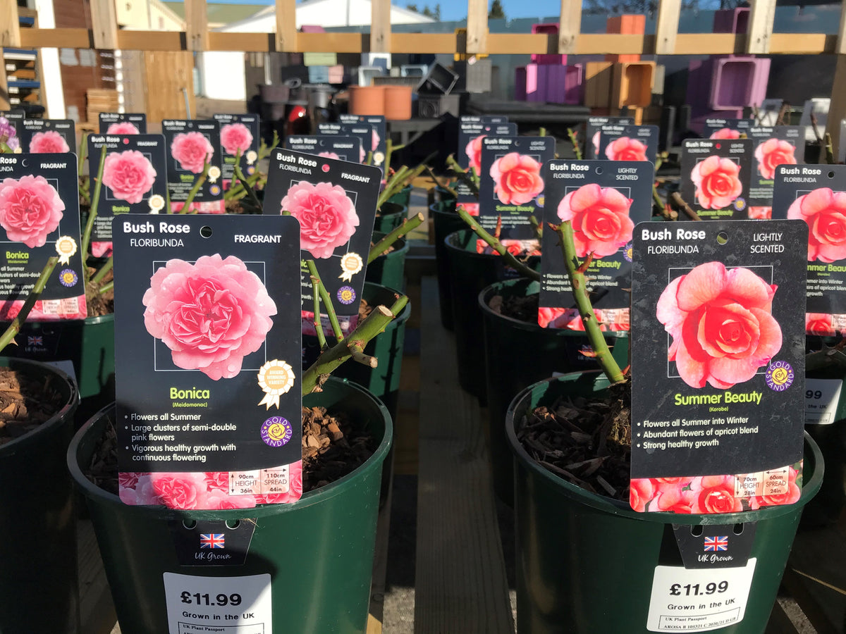 Bush Roses - Pinks/Blue, 3L – Simpsons Garden Centre