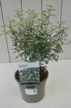 Load image into Gallery viewer, Pittosporum Silver Queen, 3L
