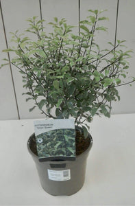 Pittosporum Silver Queen, 3L