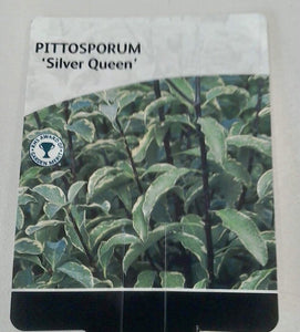 Pittosporum Silver Queen, 3L