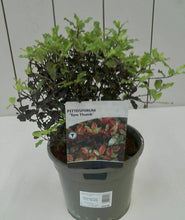 Load image into Gallery viewer, Pittosporum Tom Thumb, 3L
