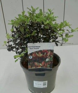 Pittosporum Tom Thumb, 3L