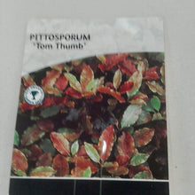 Load image into Gallery viewer, Pittosporum Tom Thumb, 3L
