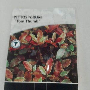 Pittosporum Tom Thumb, 3L
