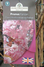 Load image into Gallery viewer, Prunus Kanzan
