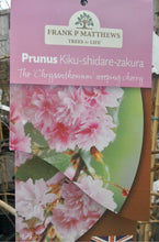 Load image into Gallery viewer, Prunus Kiku-Shidare-Zakura
