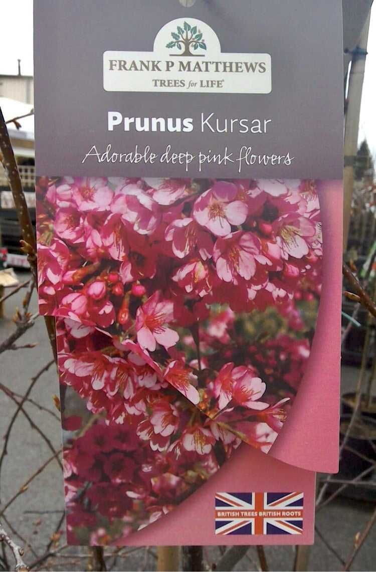 Prunus Kursar