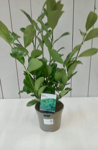 Prunus Rotundifolia