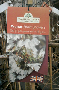 Prunus Snow Showers