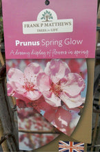 Load image into Gallery viewer, Prunus Spring Glow
