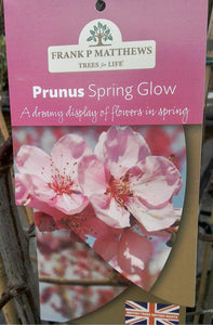 Prunus Spring Glow
