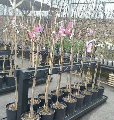 Prunus Spring Glow Rhs Prunus Spring Glow – Simpsons Garden Centre