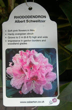 Load image into Gallery viewer, Rhododendron Hybrid, Pink / White / Yellow

