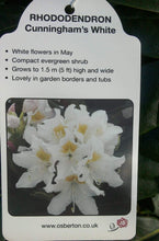 Load image into Gallery viewer, Rhododendron Hybrid, Pink / White / Yellow
