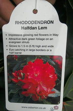 Load image into Gallery viewer, Rhododendron Hybrid, Red / Purple
