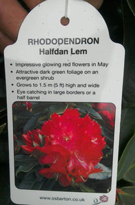 Rhododendron Hybrid, Red / Purple