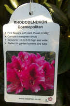 Load image into Gallery viewer, Rhododendron Hybrid, Pink / White / Yellow
