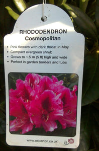 Rhododendron Hybrid, Pink / White / Yellow