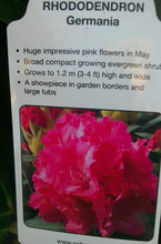 Load image into Gallery viewer, Rhododendron Hybrid, Pink / White / Yellow
