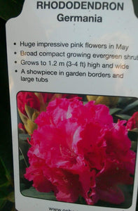 Rhododendron Hybrid, Pink / White / Yellow