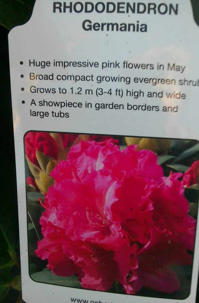 Rhododendron Hybrid, Pink / White / Yellow