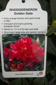 Rhododendron Hybrid, Red / Purple