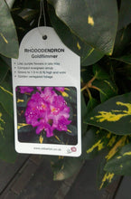 Load image into Gallery viewer, Rhododendron Hybrid, Red / Purple
