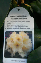 Load image into Gallery viewer, Rhododendron Hybrid, Pink / White / Yellow
