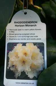 Rhododendron Hybrid, Pink / White / Yellow