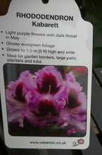 Load image into Gallery viewer, Rhododendron Hybrid, Red / Purple
