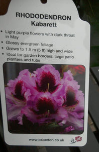 Rhododendron Hybrid, Red / Purple