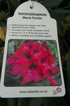 Load image into Gallery viewer, Rhododendron Hybrid, Red / Purple
