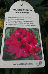 Rhododendron Hybrid, Red / Purple