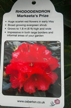 Load image into Gallery viewer, Rhododendron Hybrid, Red / Purple

