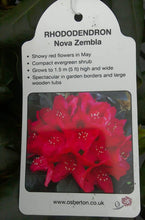 Load image into Gallery viewer, Rhododendron Hybrid, Red / Purple
