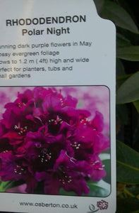 Rhododendron Hybrid, Red / Purple