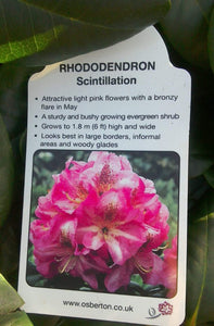 Rhododendron Hybrid, Pink / White / Yellow