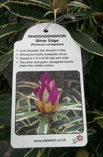 Load image into Gallery viewer, Rhododendron Hybrid, Red / Purple
