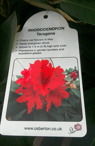 Rhododendron Hybrid, Red / Purple