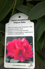 Load image into Gallery viewer, Rhododendron Hybrid, Red / Purple
